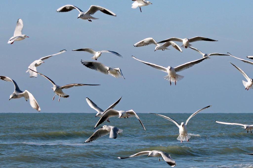 De Blaauboer, Vakantiehuisje Egmond aan Zee Bagian luar foto
